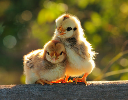 2017年屬雞、生辰五行：山下火命