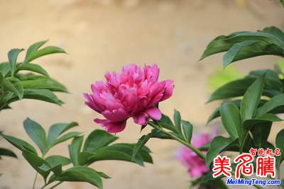 2017年最具價(jià)值中國(guó)品牌100強(qiáng)(附100強(qiáng)品牌名字榜單)