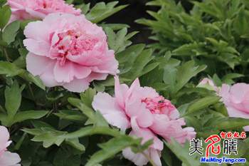 借花草樹木的名字給寶寶起名