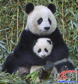 知道給國寶大熊貓取名字的規(guī)則嗎?