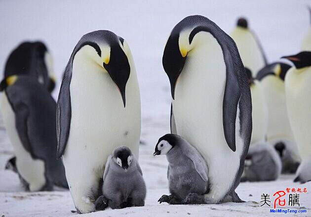 姓名測試打分案例分析(五)