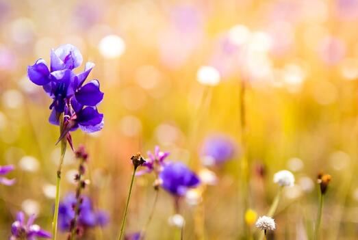 牛年生寶寶起名草字頭的字有哪些？