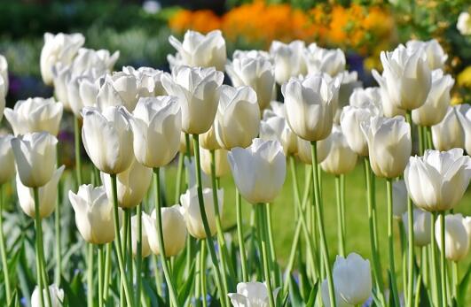 牛年生寶寶起名草字頭的字有哪些？